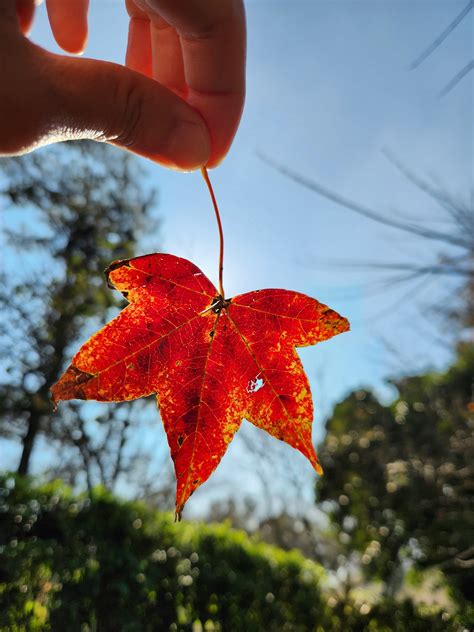 梅花樹陰下